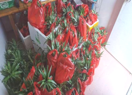 鶴山市農(nóng)業(yè)農(nóng)村局組織到雙合鎮(zhèn)光伏農(nóng)光互補(bǔ)科普基地開展產(chǎn)業(yè)研學(xué)及消費助農(nóng)活動875.png